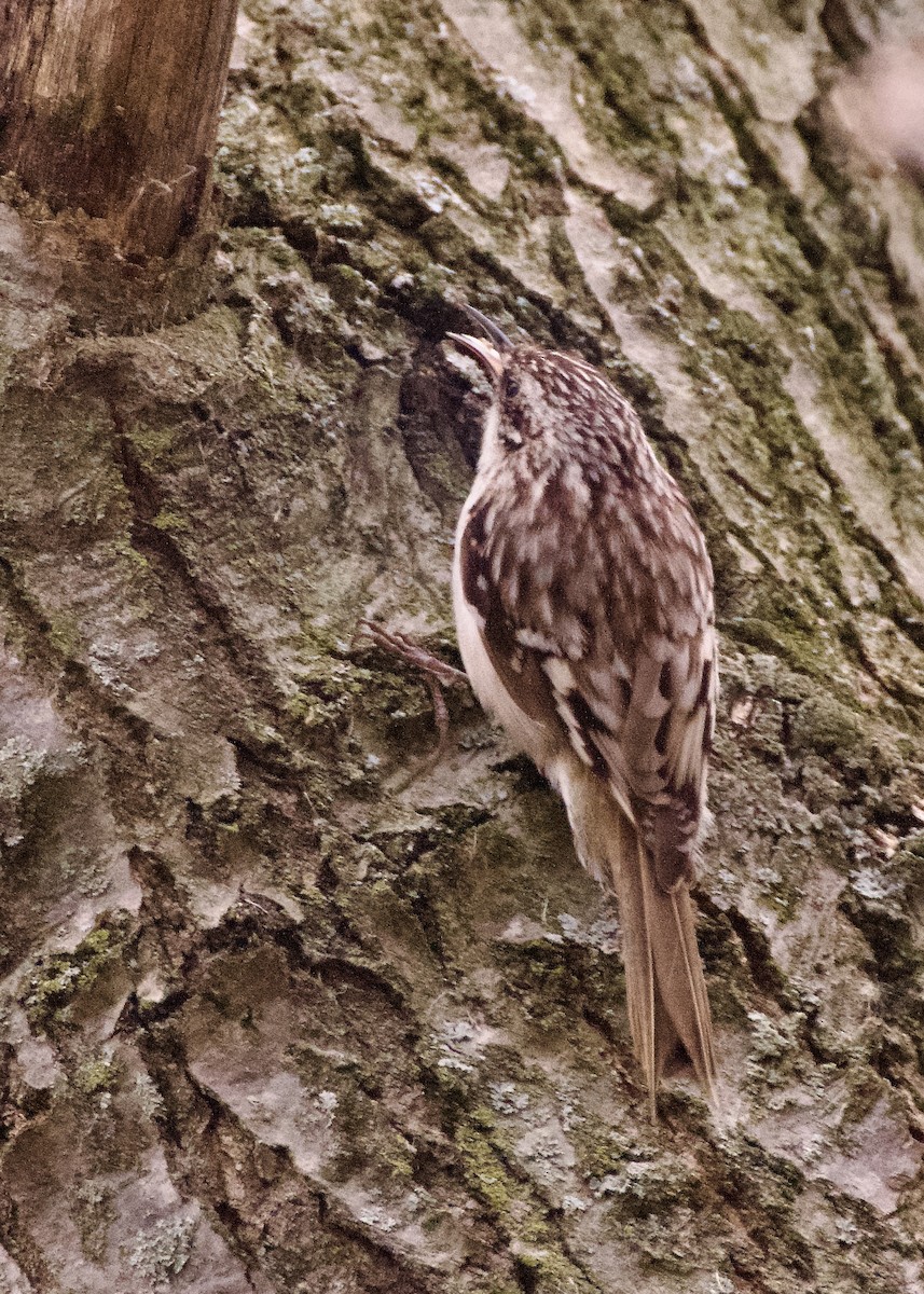 Brown Creeper - ML617591811