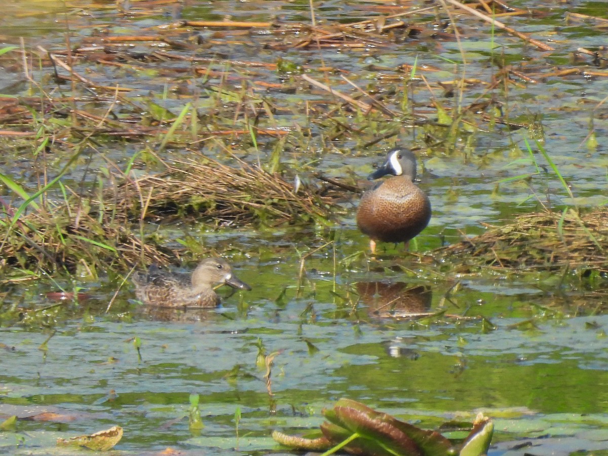 Blue-winged Teal - ML617591825