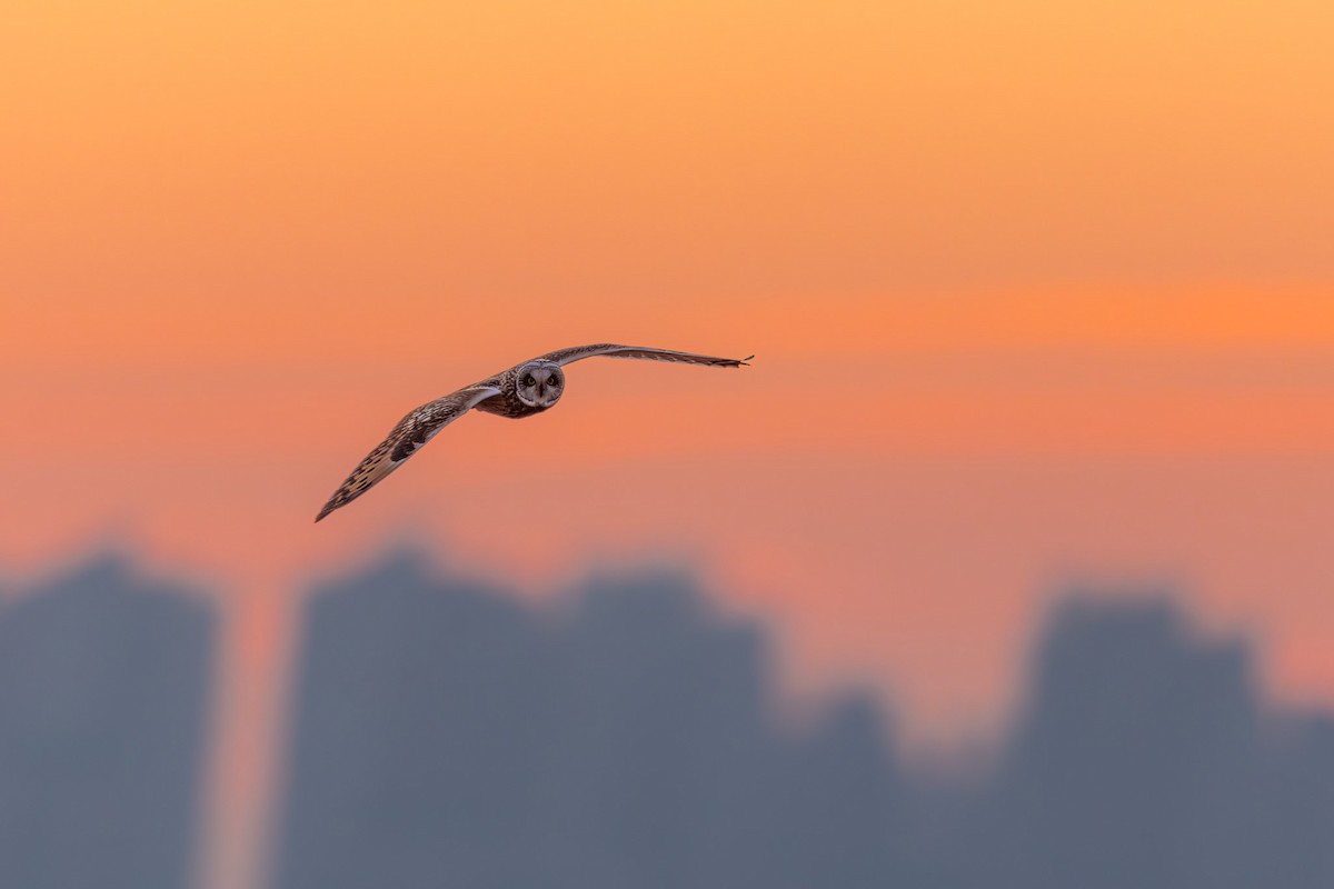 Short-eared Owl - ML617591835