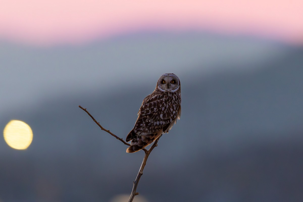 Short-eared Owl - ML617591837