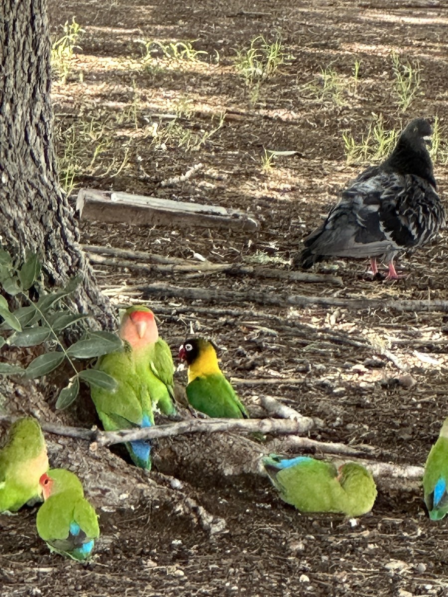 Yellow-collared Lovebird - ML617591856