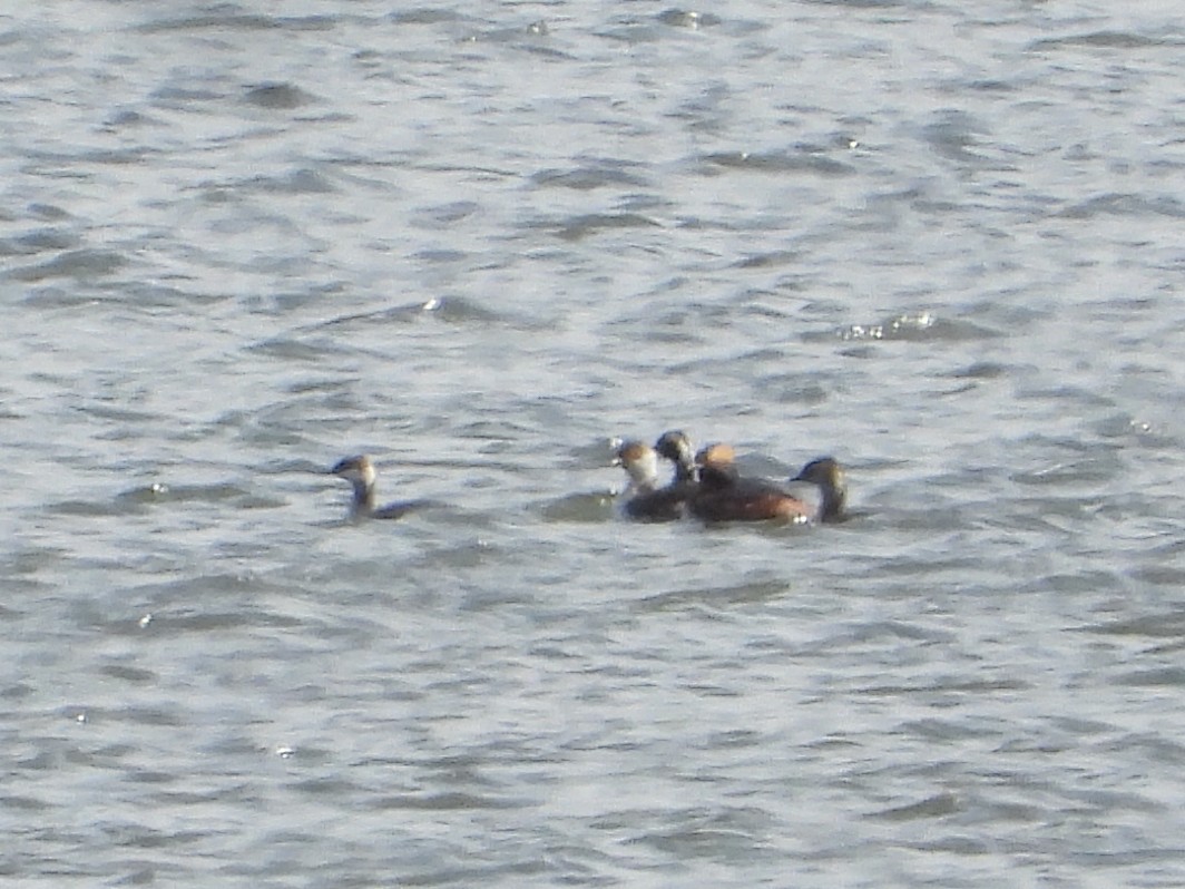 Horned Grebe - ML617591862