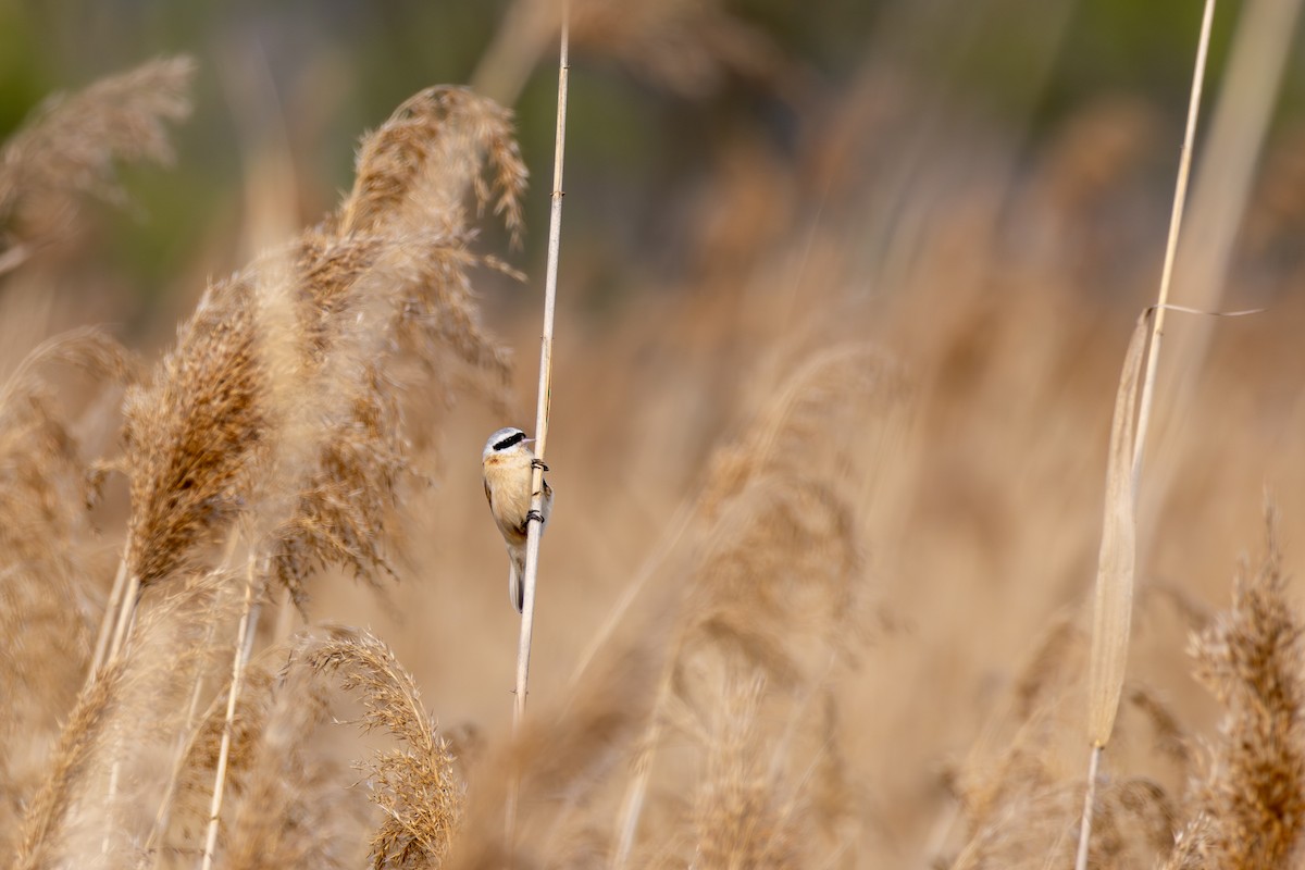 Chinese Penduline-Tit - ML617591889