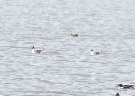 Franklin's Gull - ML617591908