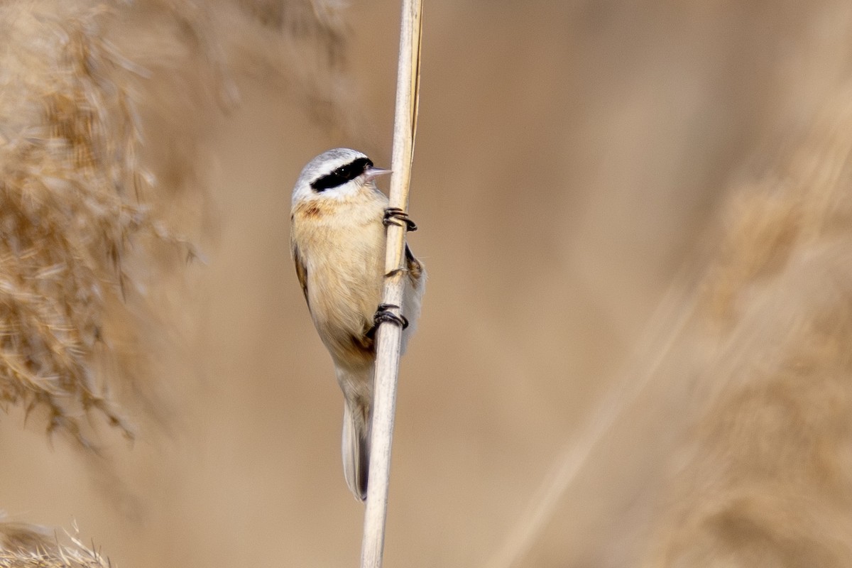 Chinese Penduline-Tit - Yisol Yoon