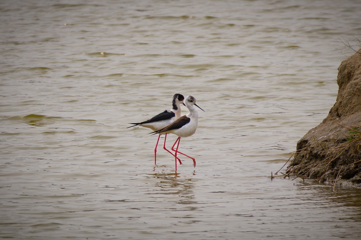 Black-winged Stilt - ML617591947