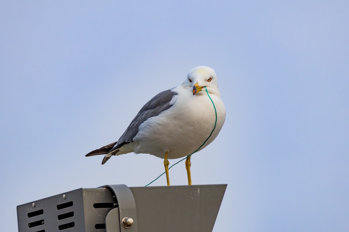 Black-tailed Gull - ML617591949