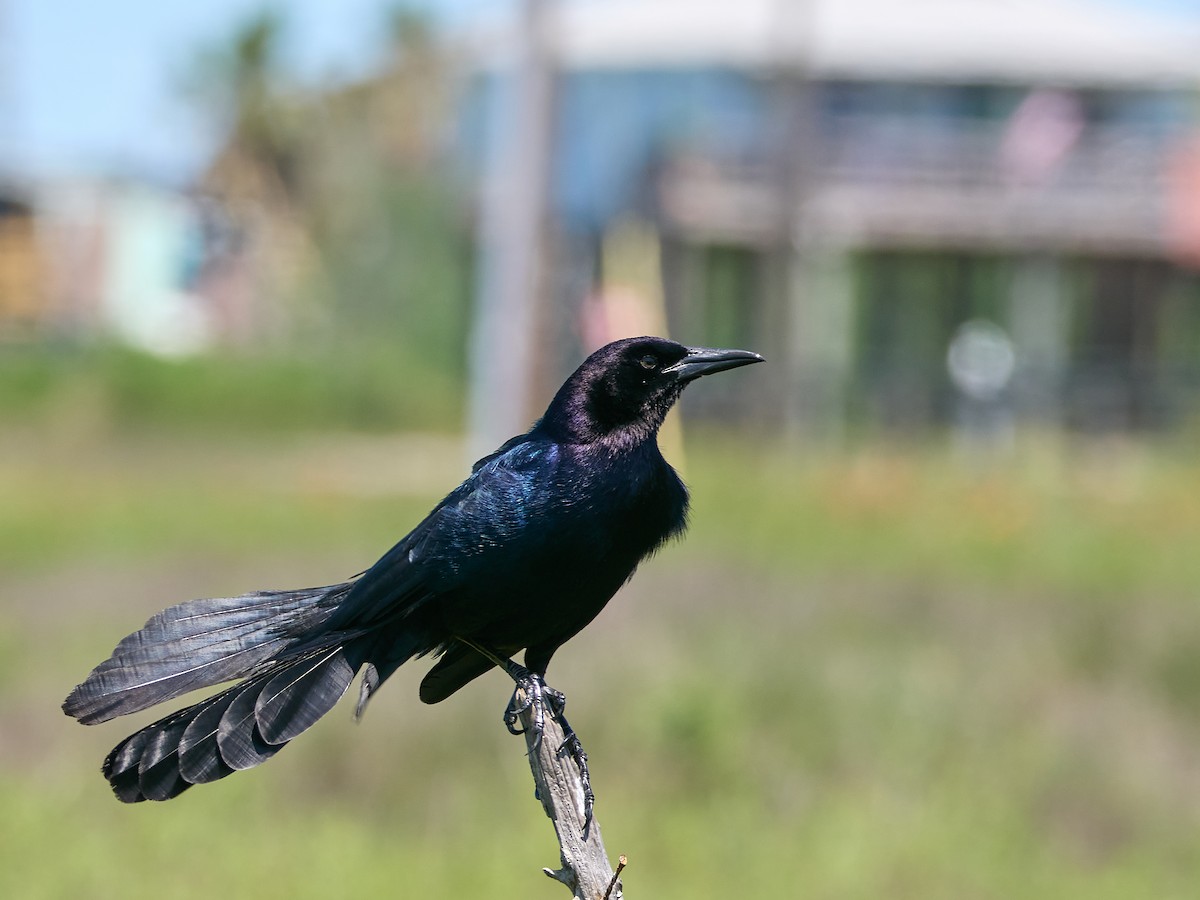 Boat-tailed Grackle - ML617591953