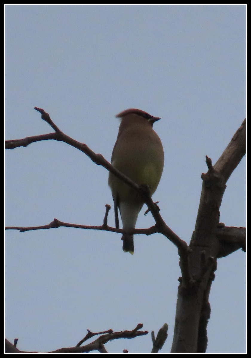 Cedar Waxwing - ML617591955