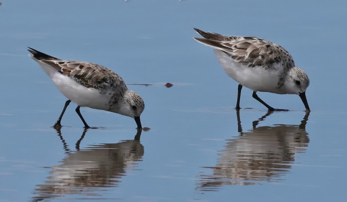 Bécasseau sanderling - ML617592002