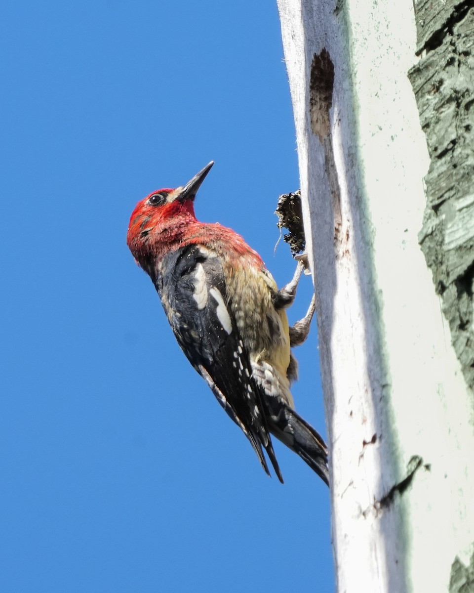 Red-breasted Sapsucker - ML617592003