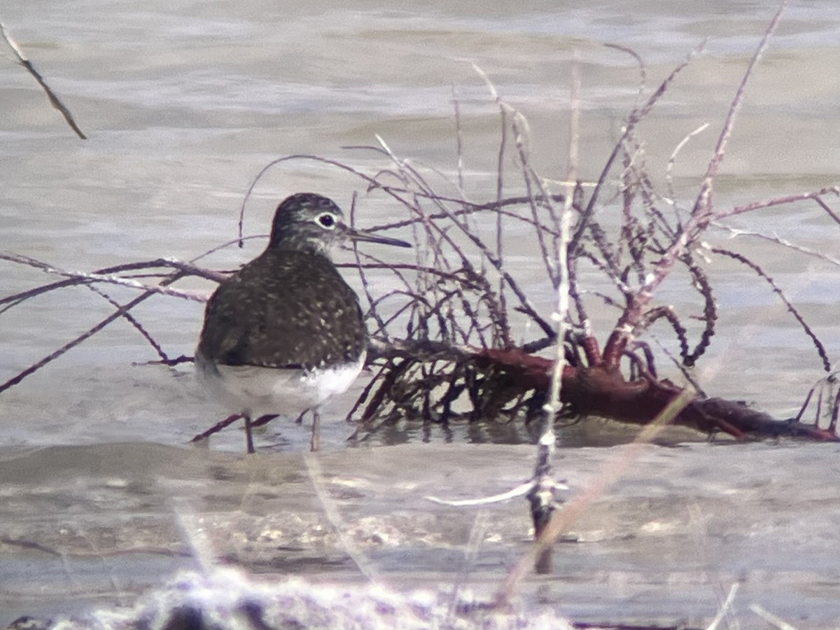 Solitary Sandpiper - ML617592007