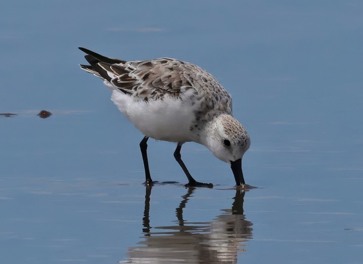 Bécasseau sanderling - ML617592011