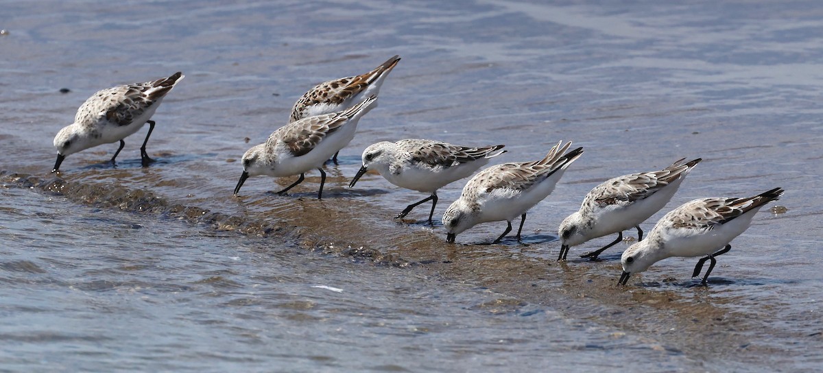 Bécasseau sanderling - ML617592029