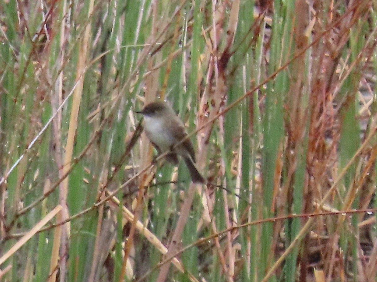 Eastern Phoebe - Myron Gerhard