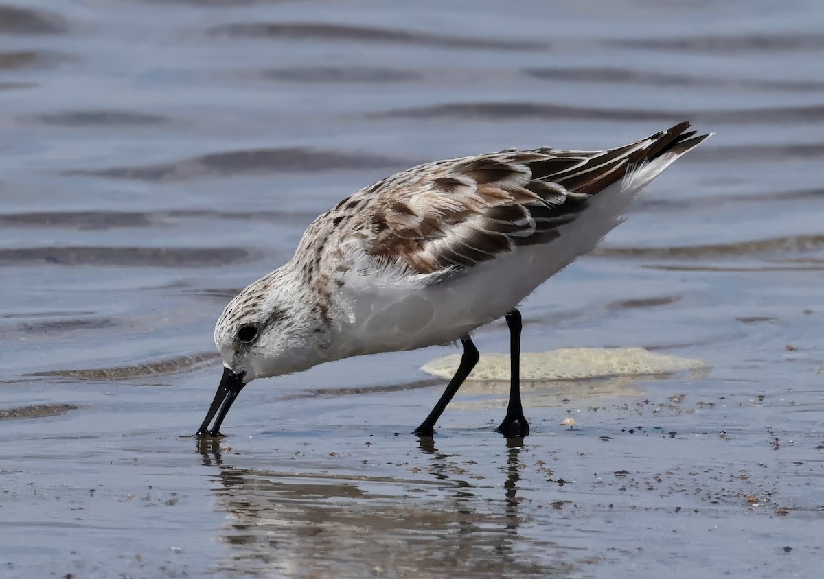 Sanderling - Constance Vigno