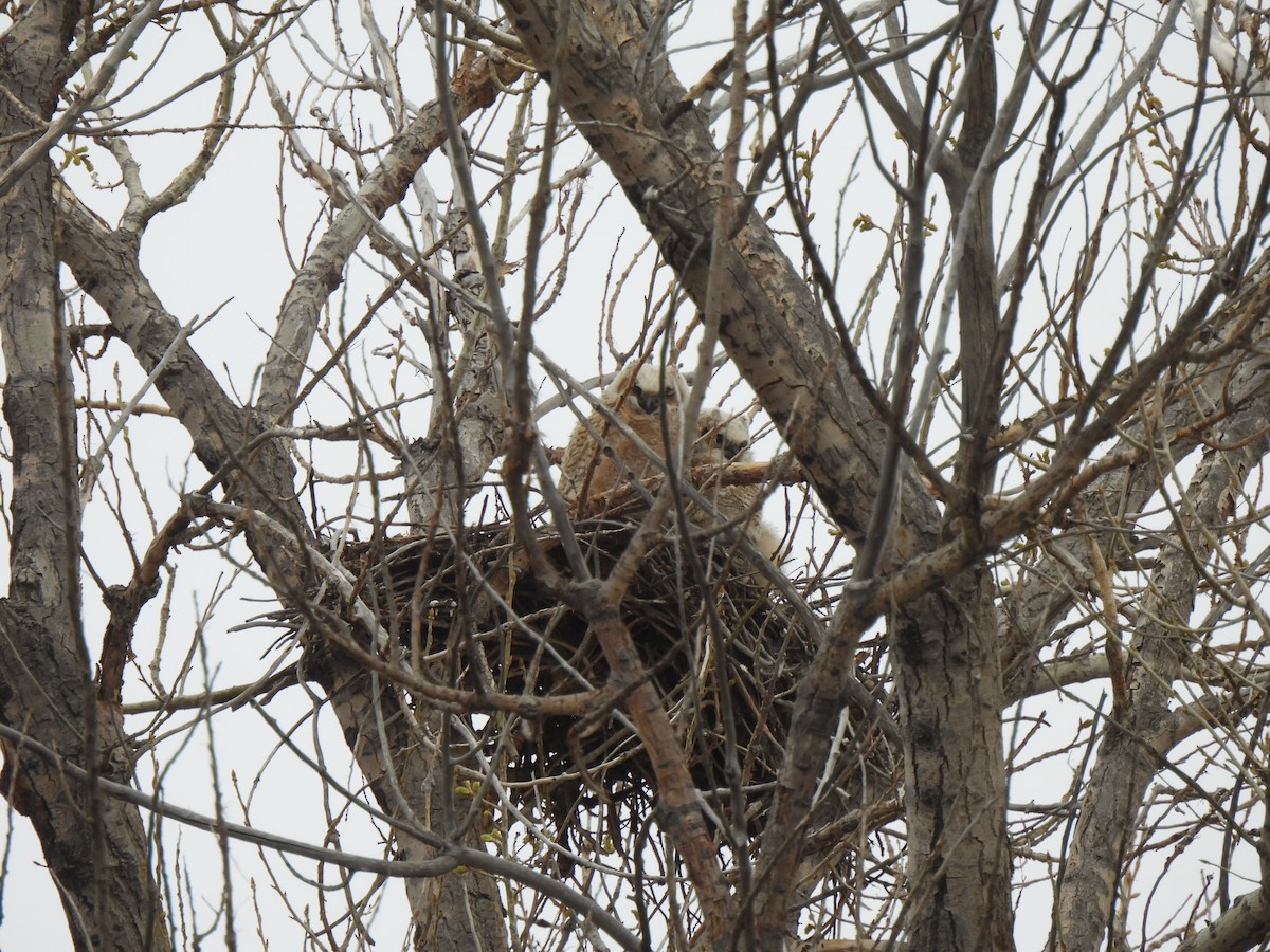 Great Horned Owl - ML617592057