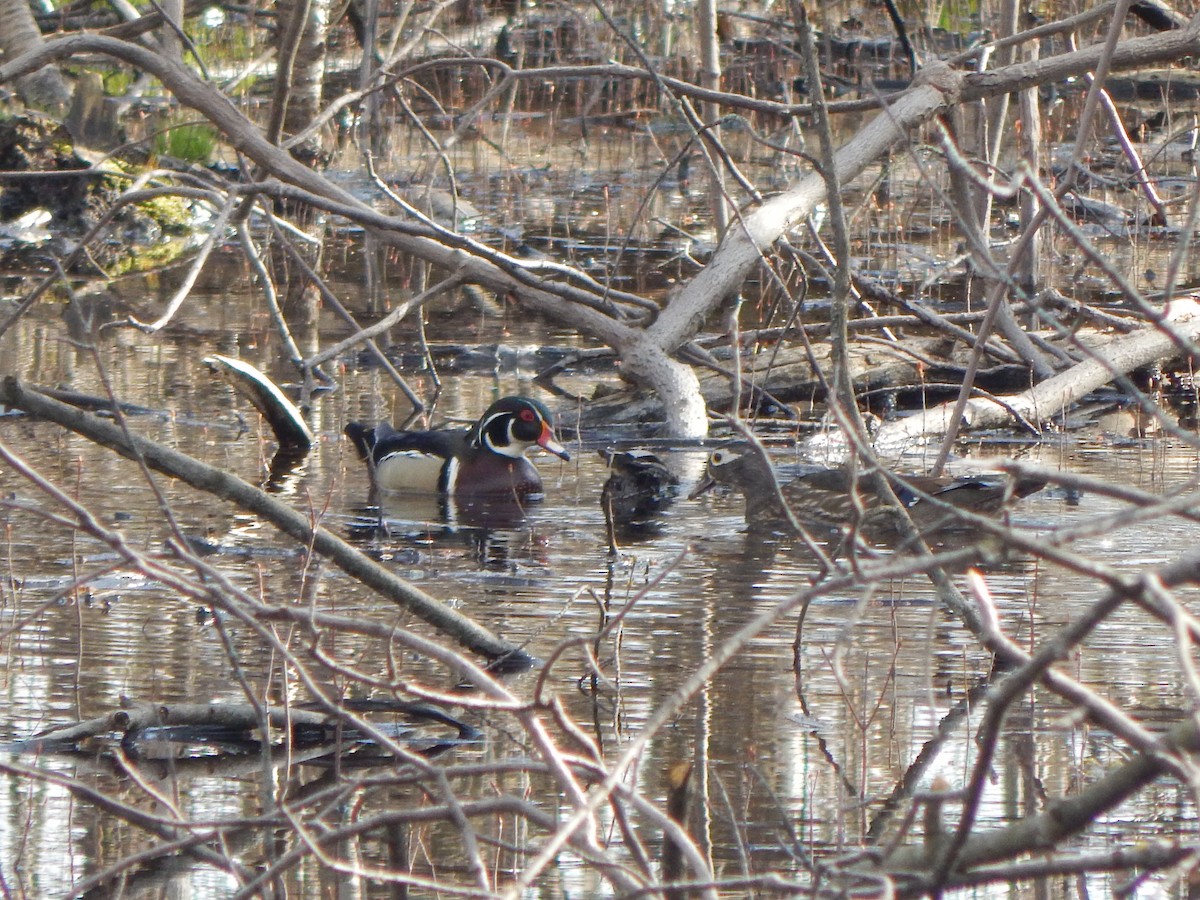 Wood Duck - ML617592078