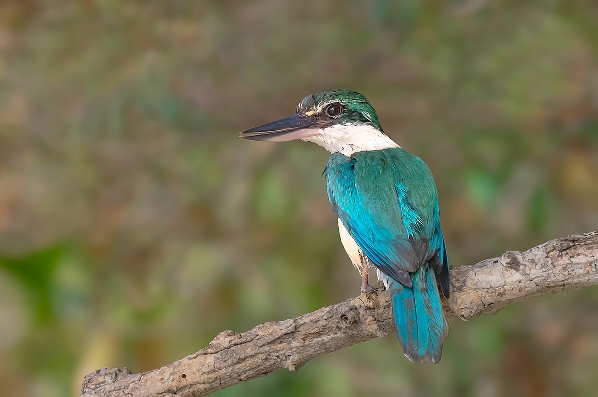 Collared Kingfisher - ML617592090