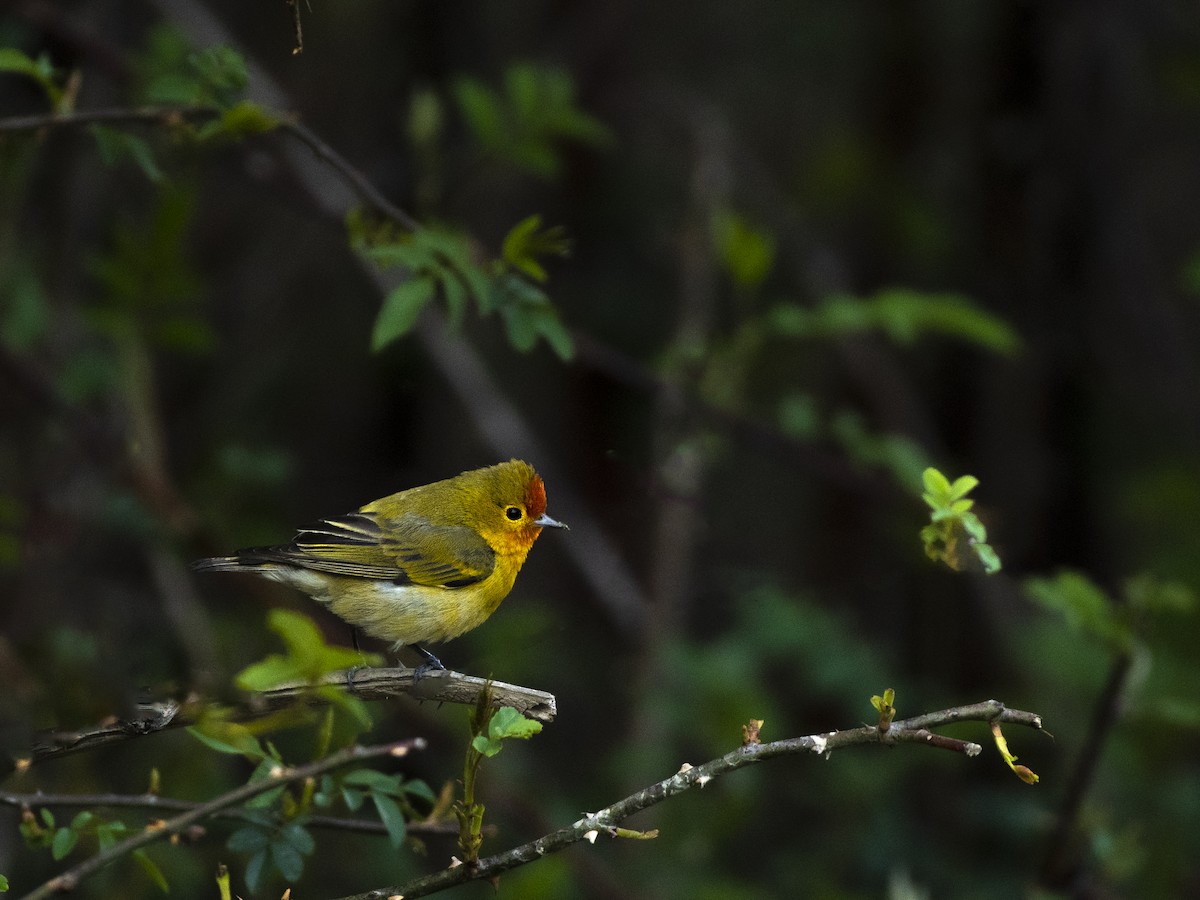 Fire-capped Tit - Waseem Bhat