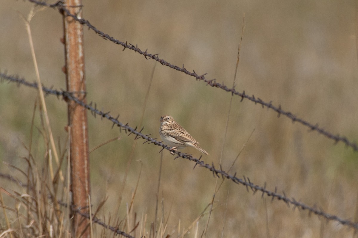 Vesper Sparrow - ML617592140