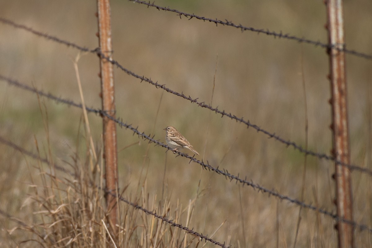 Vesper Sparrow - ML617592141