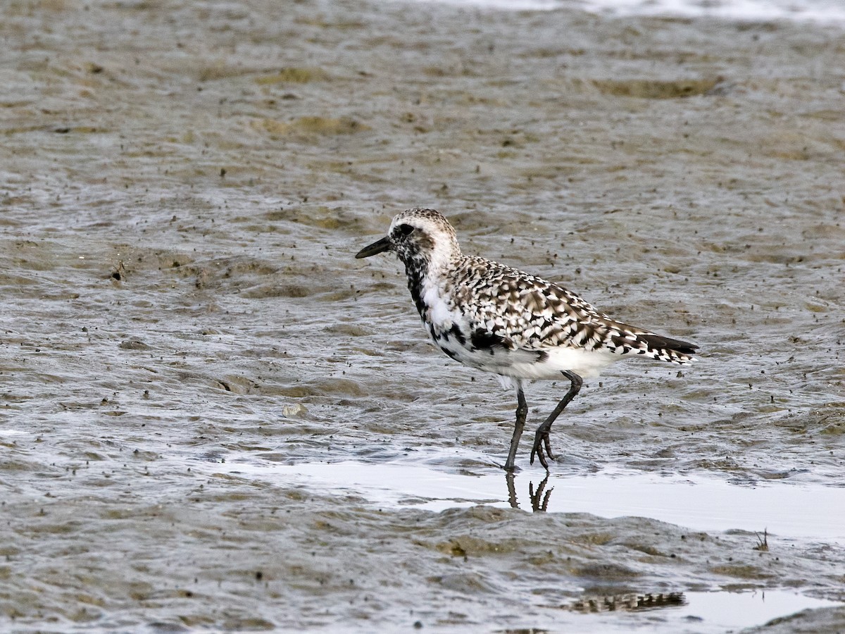 Black-bellied Plover - ML617592158