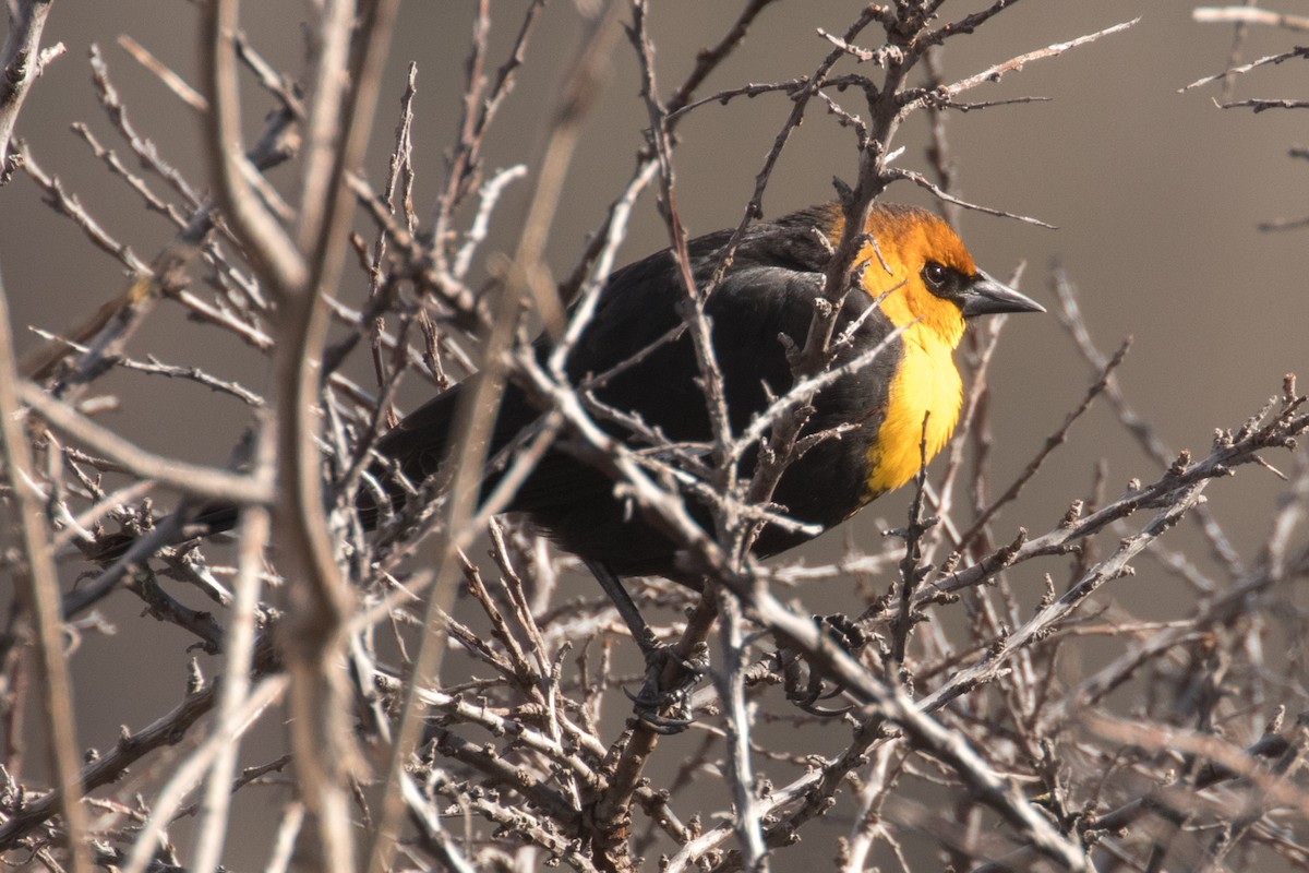 Yellow-headed Blackbird - ML617592165