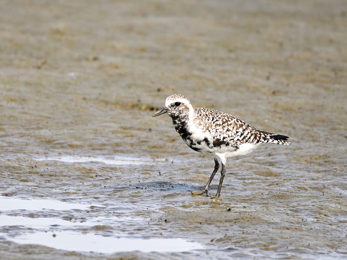 Black-bellied Plover - Scott Ramos