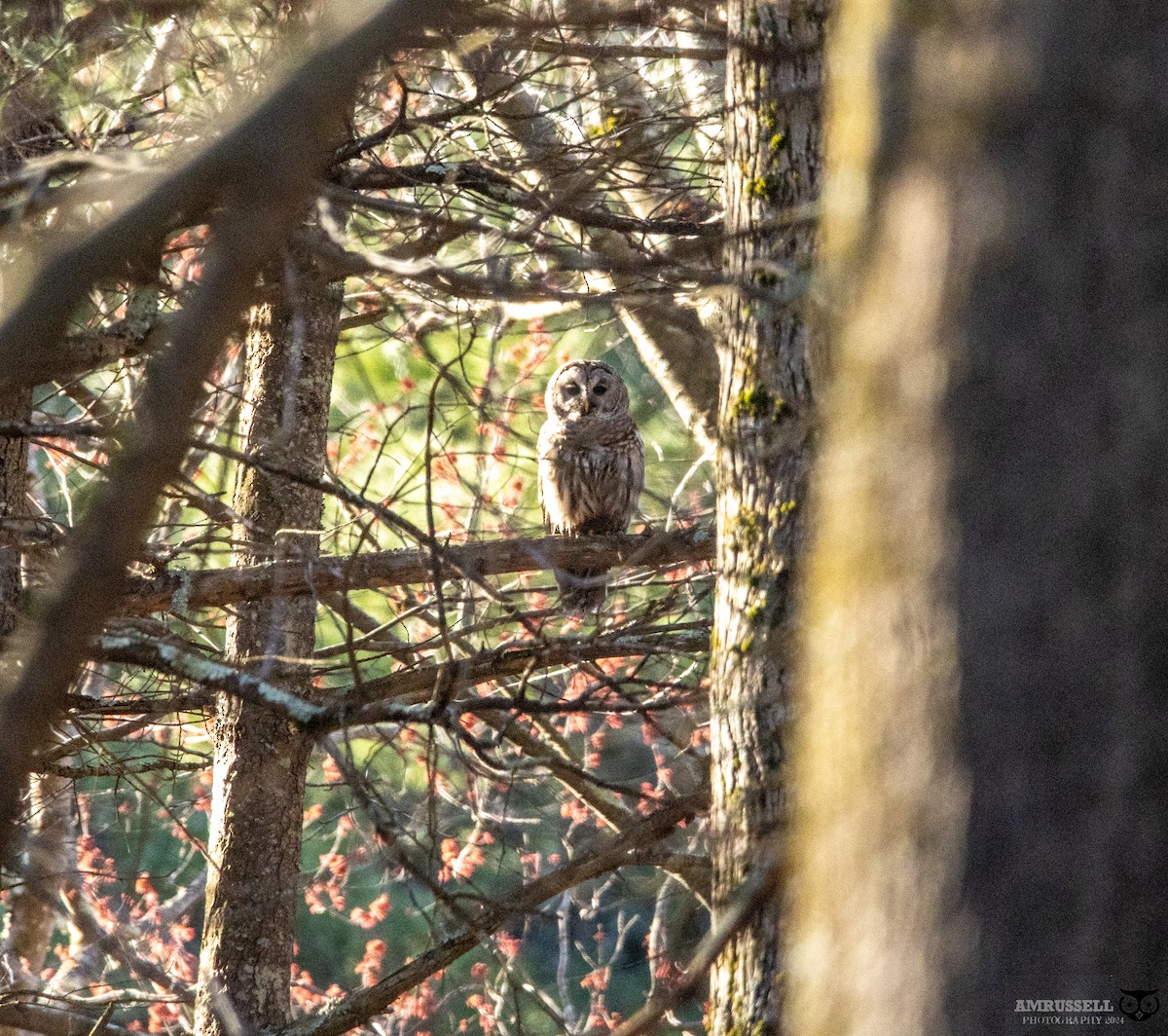 Barred Owl - ML617592193