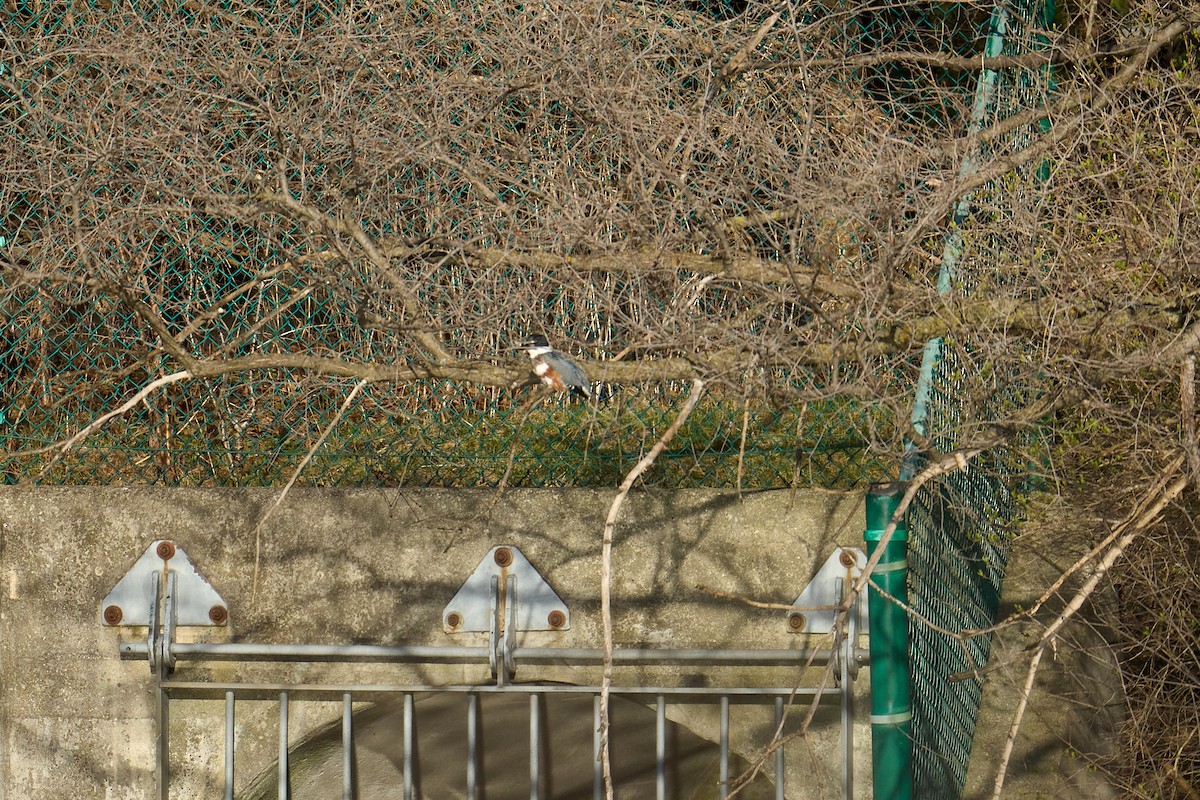 Belted Kingfisher - Jo Li