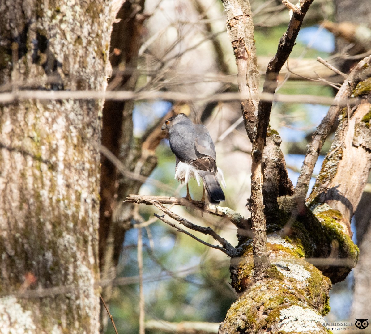 Cooper's Hawk - ML617592223