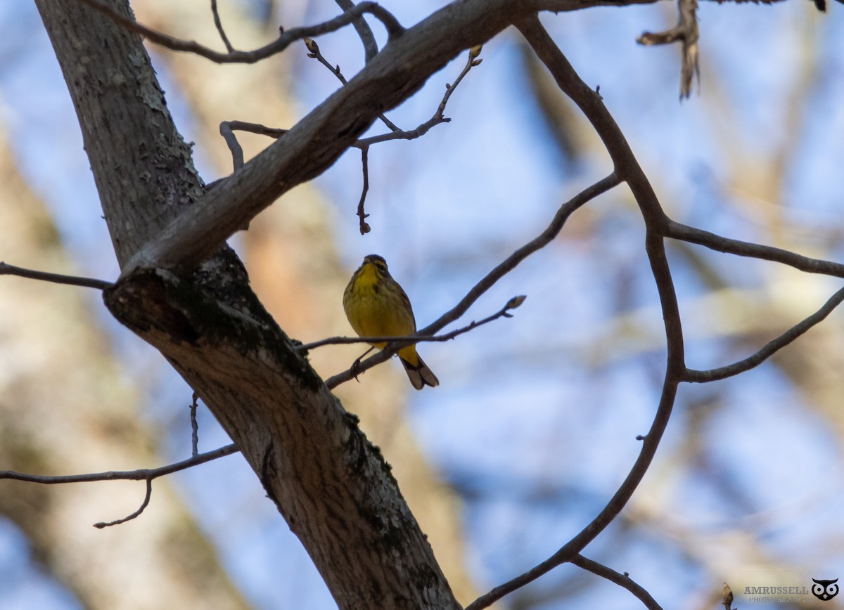 Palm Warbler - ML617592232