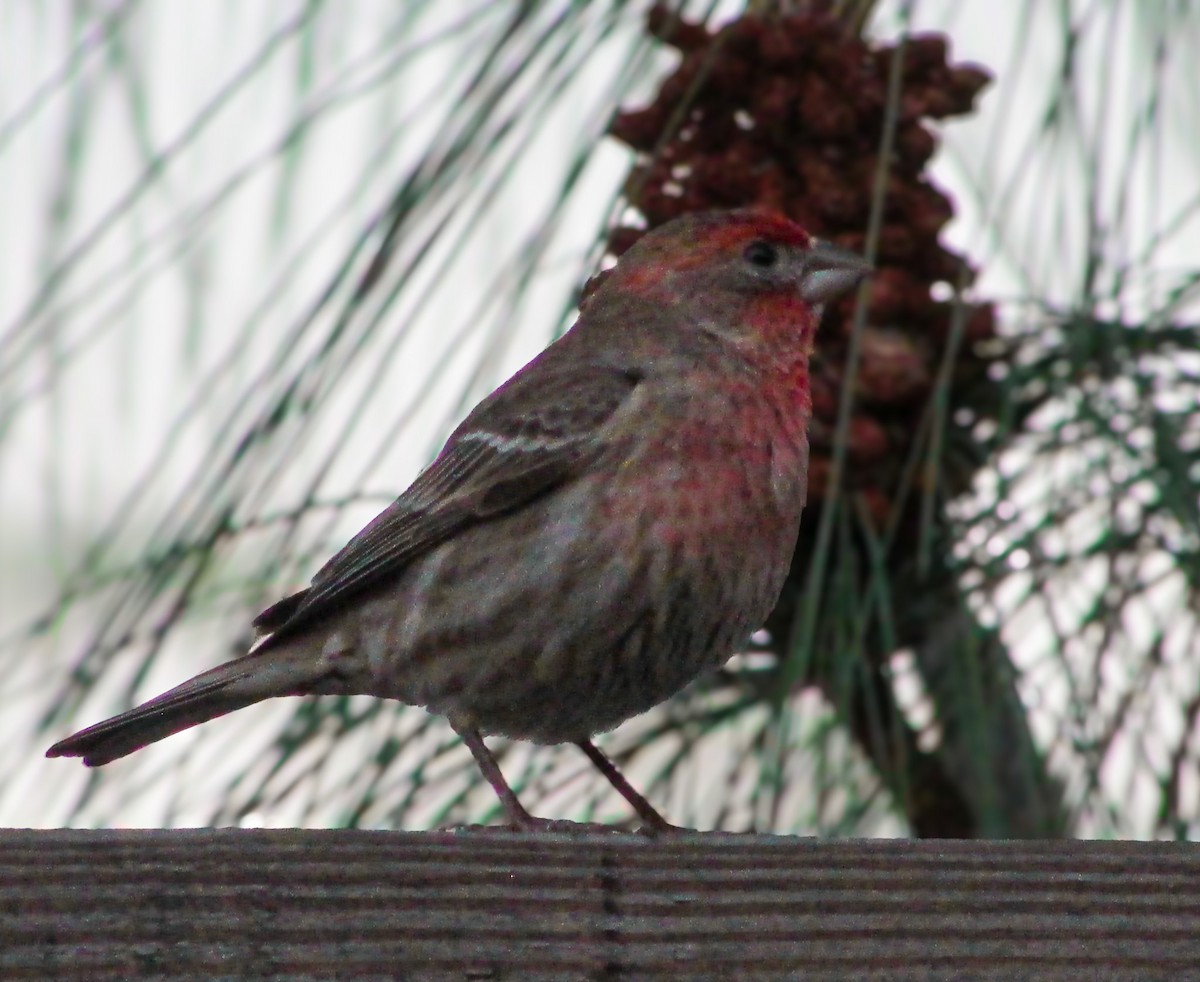 House Finch - ML617592234