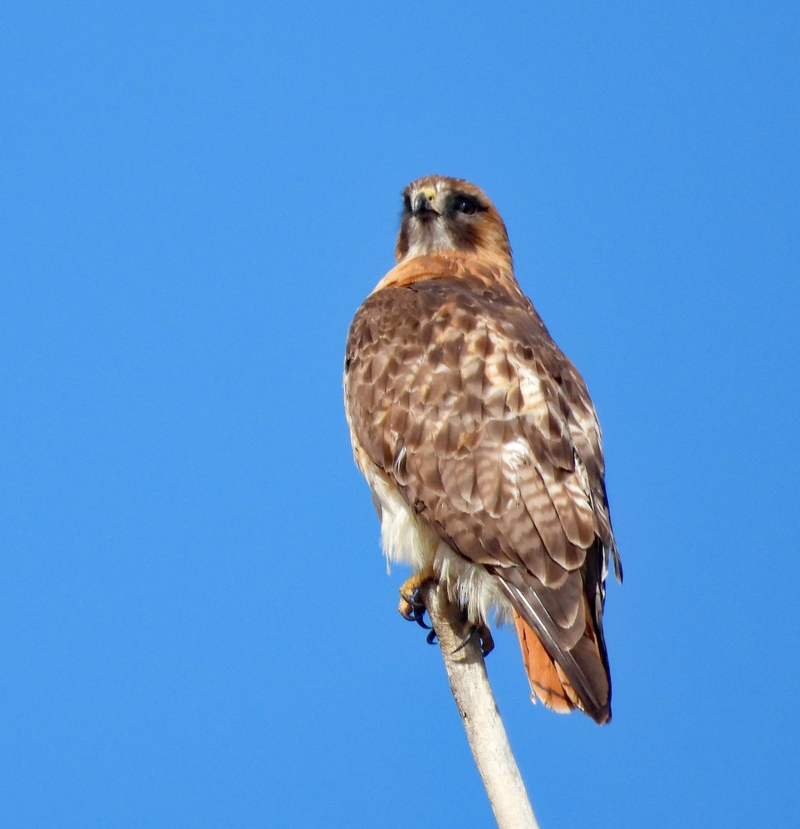 Red-tailed Hawk - Tresa Moulton