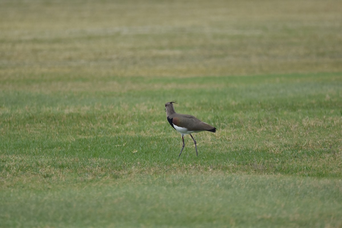 Southern Lapwing - ML617592277