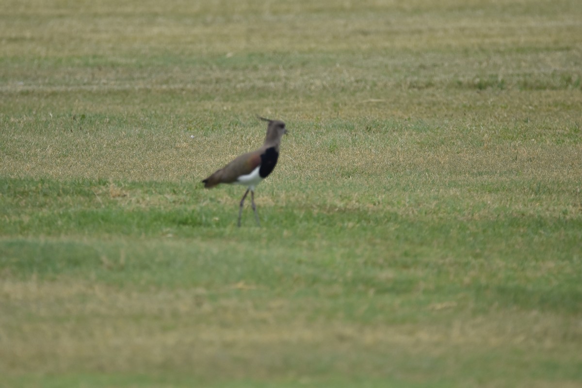 Southern Lapwing - ML617592285