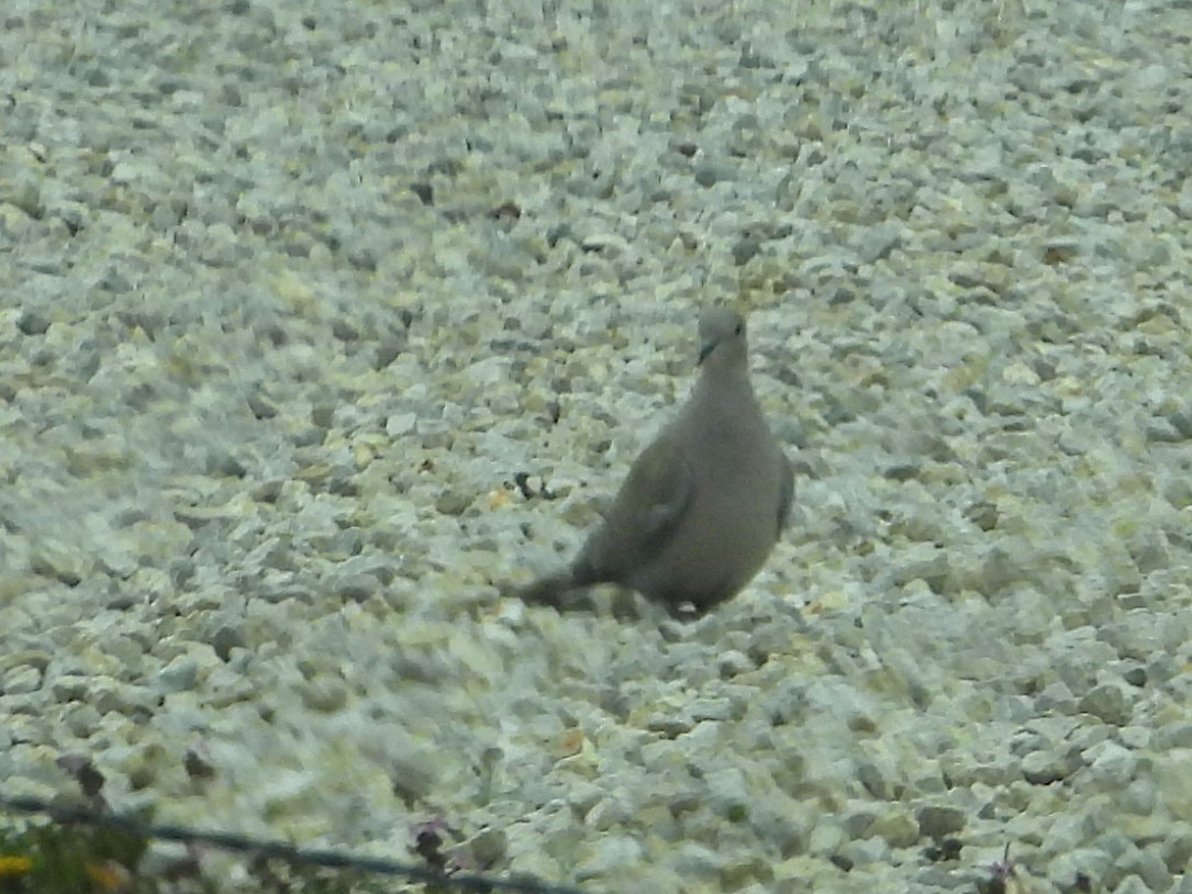 Eurasian Collared-Dove - Samuel Belley