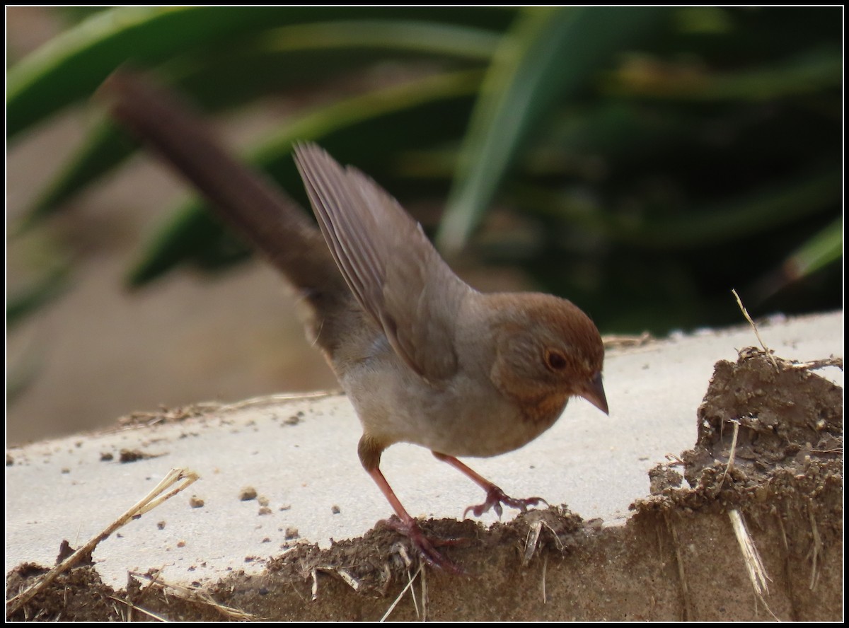 California Towhee - ML617592307