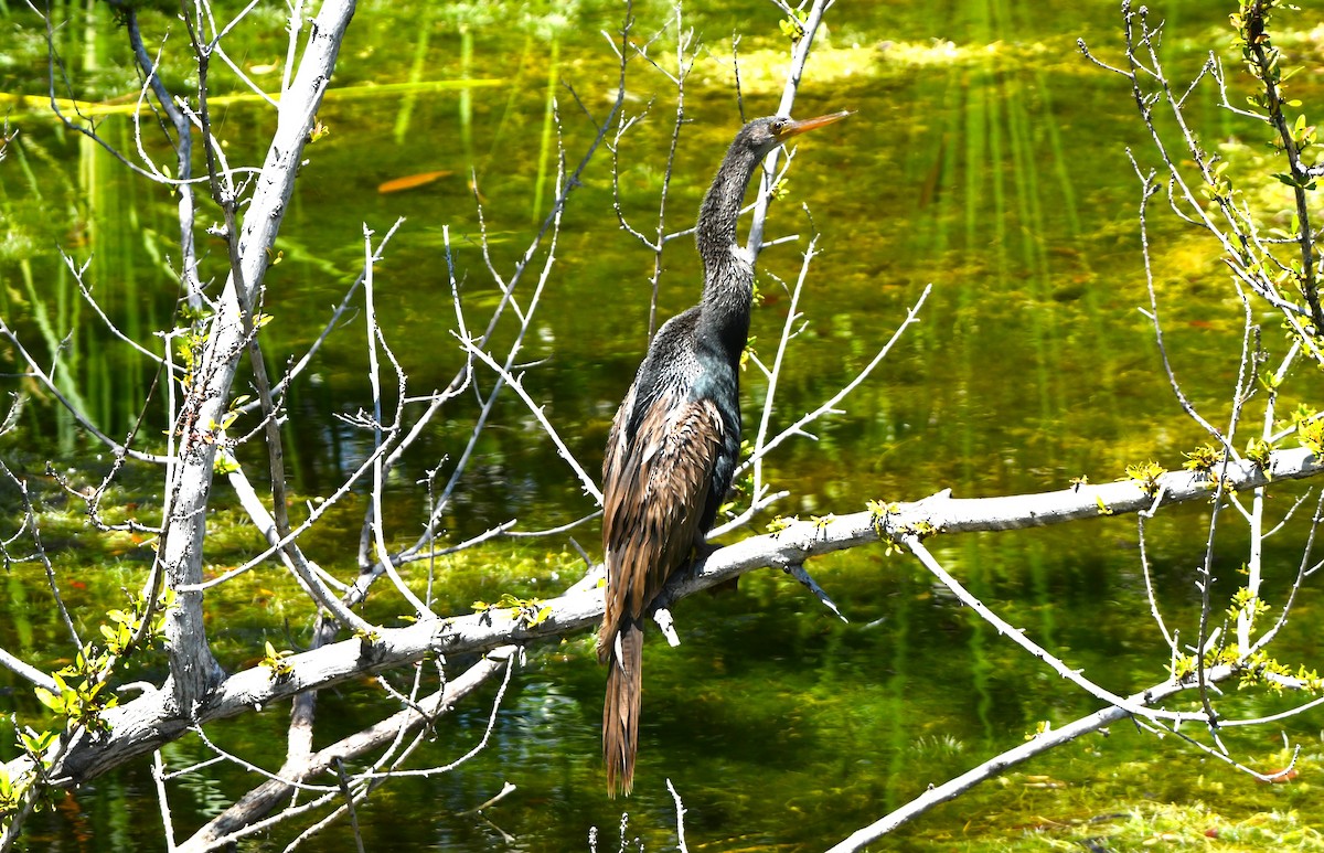 Amerika-Schlangenhalsvogel - ML617592312