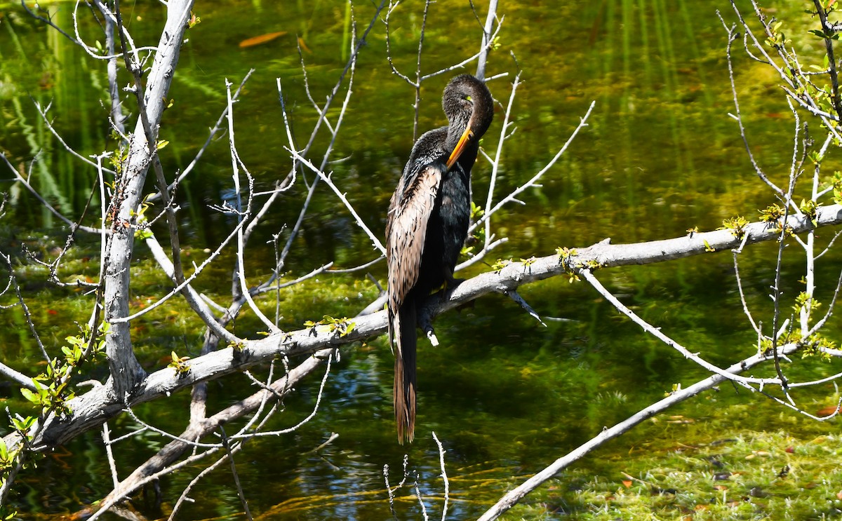 Amerika-Schlangenhalsvogel - ML617592314