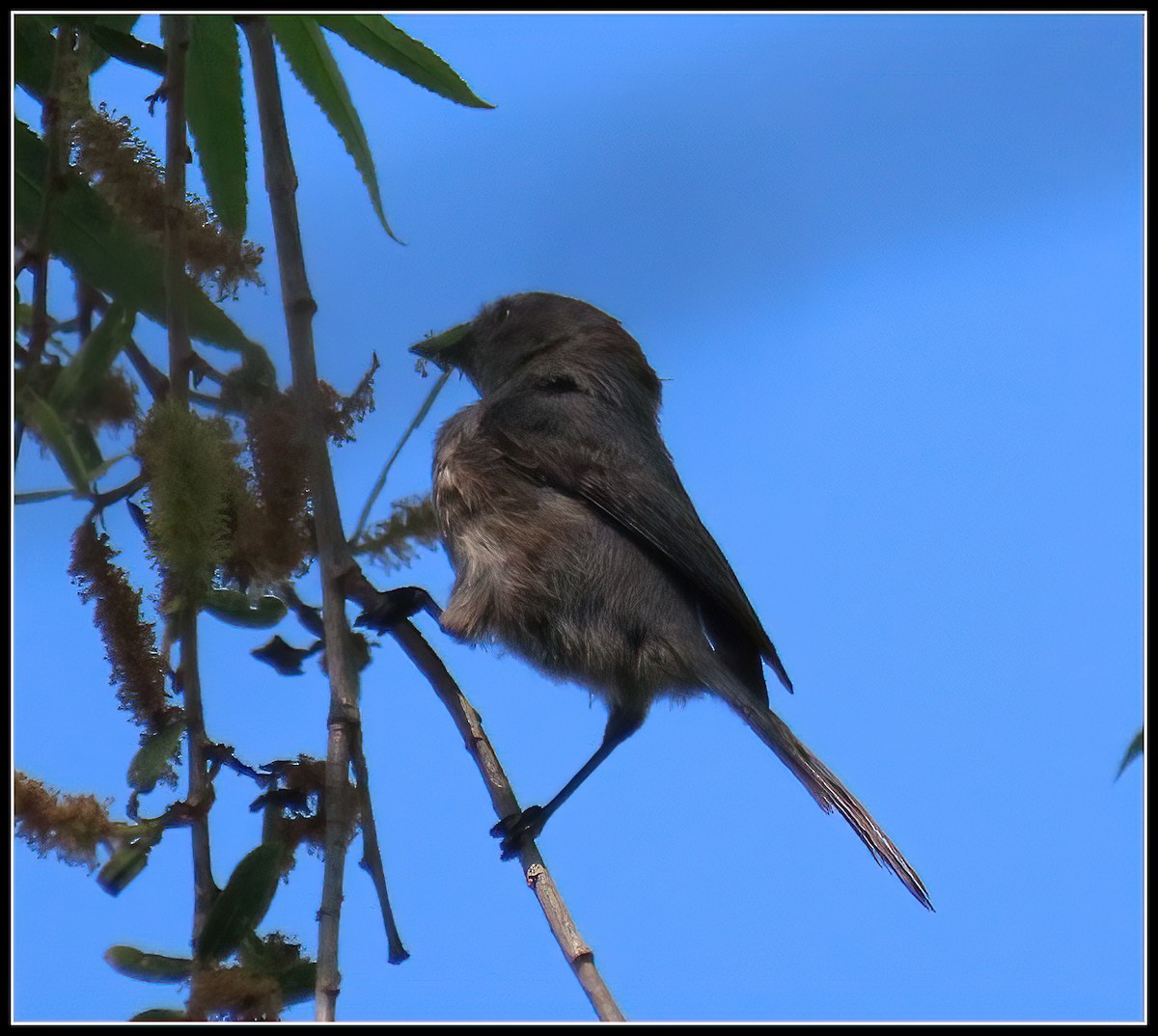 Bushtit - ML617592326