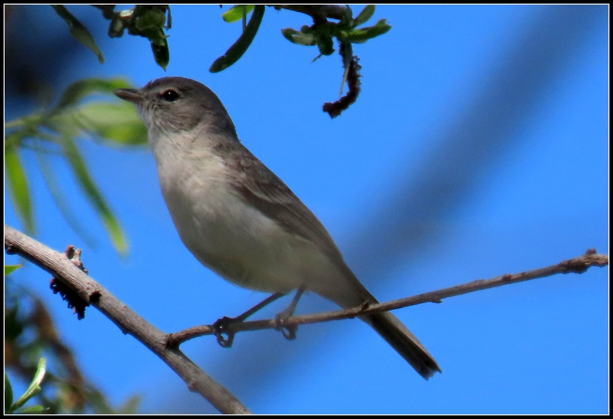 Bell's Vireo (Least) - ML617592343