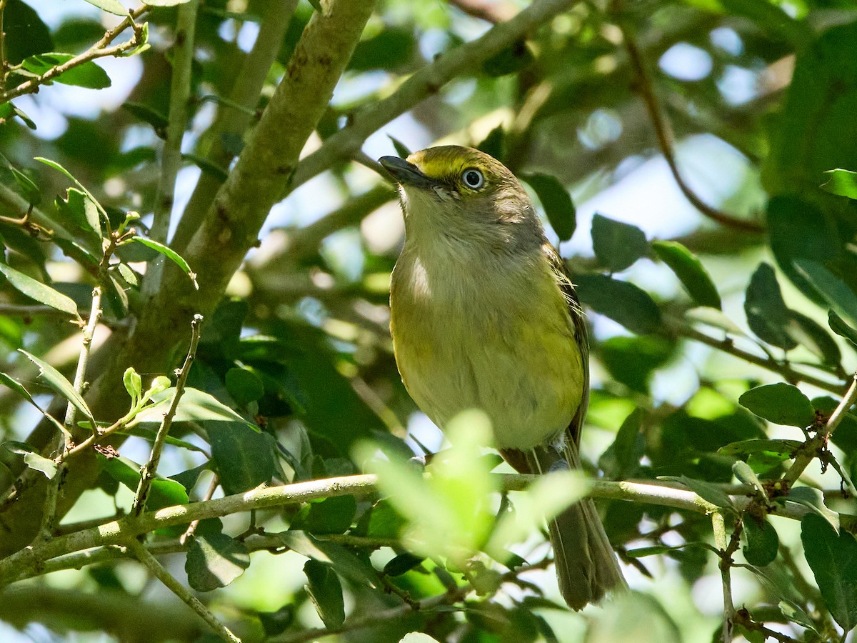 Viréo aux yeux blancs - ML617592345