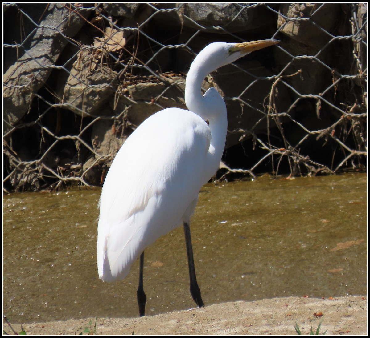 Great Egret - ML617592363