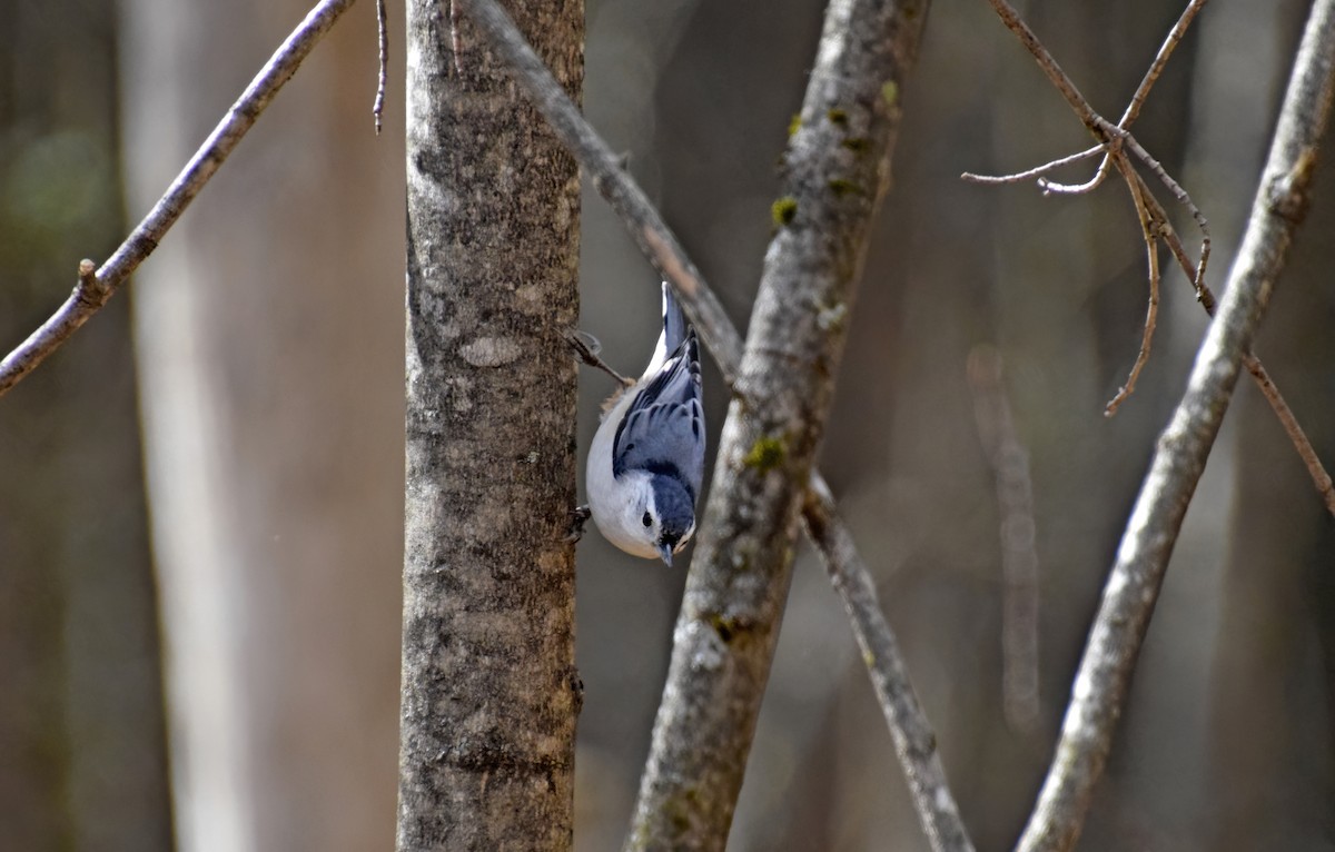 White-breasted Nuthatch - ML617592367