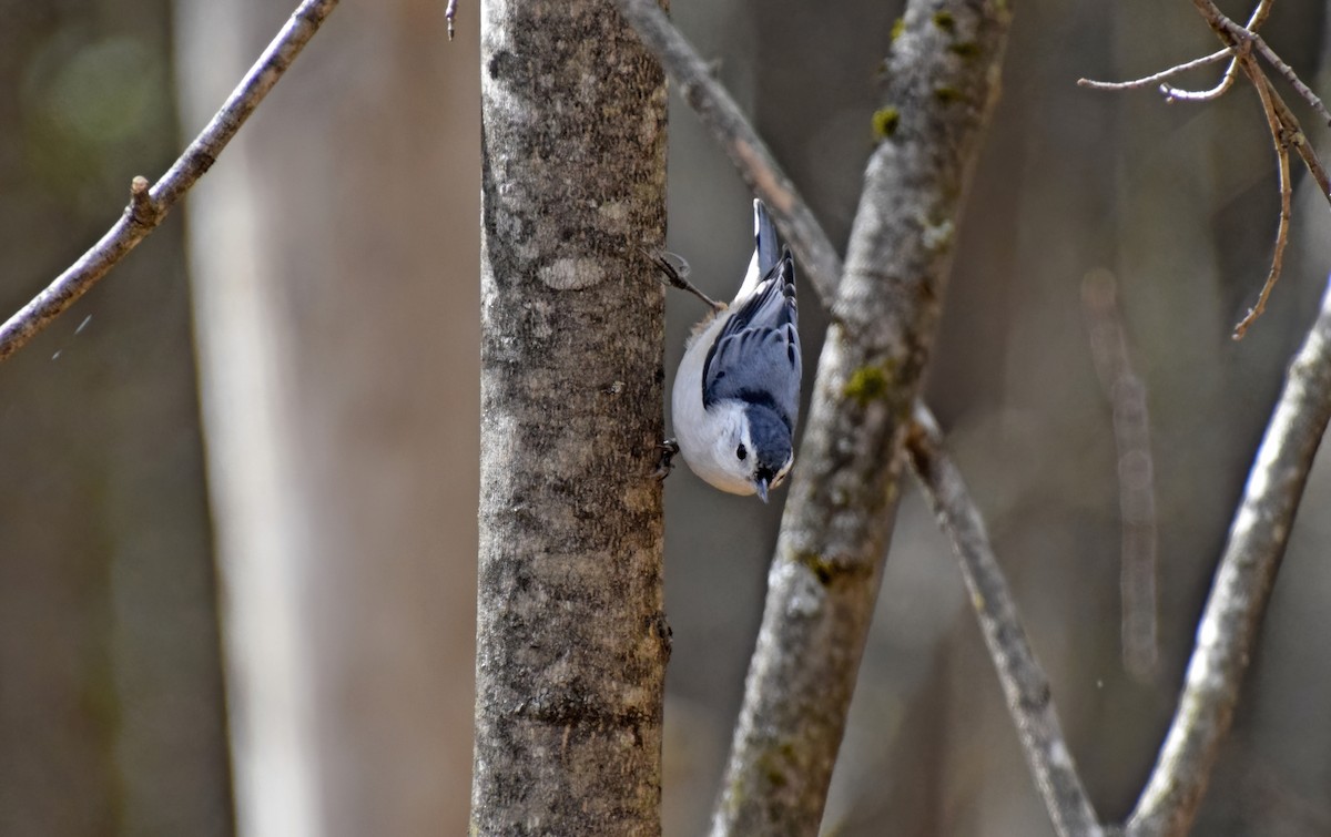 White-breasted Nuthatch - ML617592368
