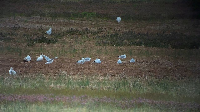 Bonaparte's Gull - ML617592385