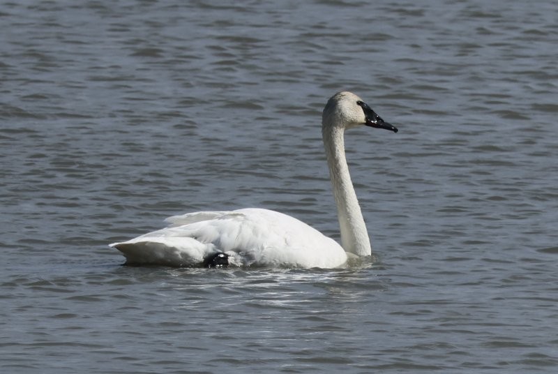 Trumpeter Swan - ML617592394