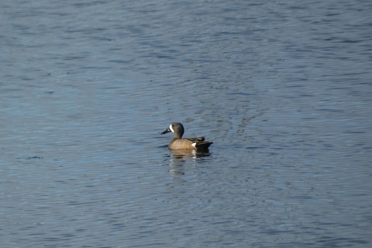 Blue-winged Teal - ML617592398